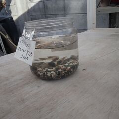 ボトルにメダカや川魚