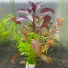 水草の寄せ植え（3種）