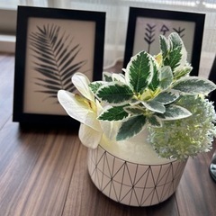 生活雑貨 小物　家庭用品 インテリアの画像