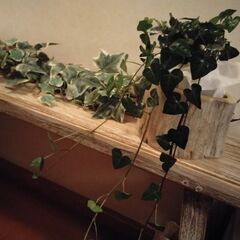 流木 植木鉢 フラワーポット インテリア ディスプレイ 多肉植物の画像