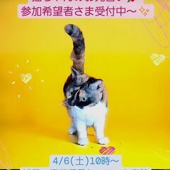 4/6(土)譲渡会♪4歳セルカークレックス♀キャリコ(⋈◍＞◡＜...