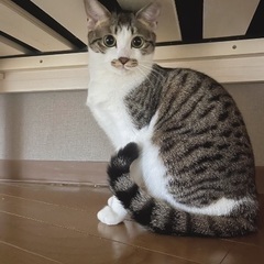 キジシロの女の子です
