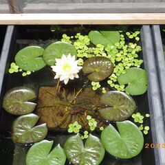 温帯性スイレン（マンカラウボン）の子株の画像