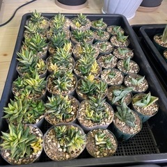 ハオルチア グラブラータ錦  