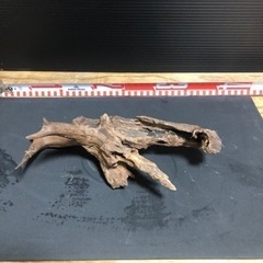 流木　アクアリウム　水槽　熱帯魚の画像