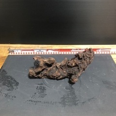 流木　アクアリウム　水槽　熱帯魚の画像