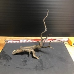 流木　アクアリウム　水槽　熱帯魚　2の画像