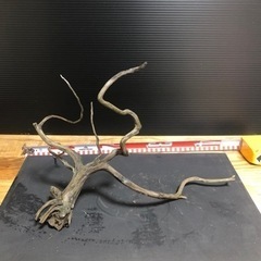 流木　アクアリウム　水槽　熱帯魚　2