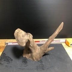 流木　アクアリウム　水槽　熱帯魚　2の画像