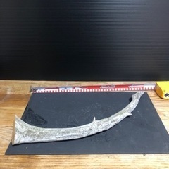 流木　アクアリウム　水槽　熱帯魚　3の画像