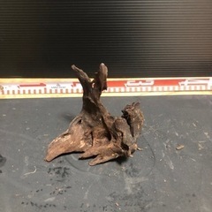流木　アクアリウム　水槽　熱帯魚　3の画像