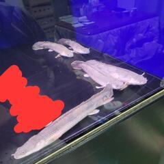 ポリプテルスエンドリケリー5匹　25～27cm