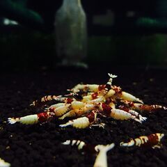 レッドシャドー 2
