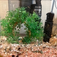 グッピー差し上げます！の画像