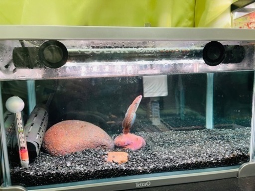 40cm水槽セット