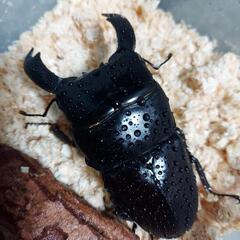 スマトラヒラタ(ベンクール)♂♀ペアの画像