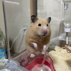 ゴールデンハムスター　1歳6ヶ月