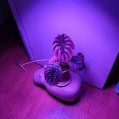 【植物関連】植物育成ライト(45w)の画像