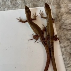 ニホンカナヘビ②