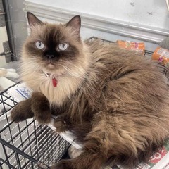 とても可愛いふわふわヒマラヤン６歳