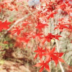 登山ハイキングをご一緒に