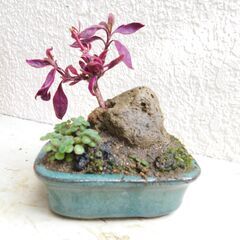 石付きアカバ千日紅