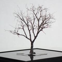 花見たい