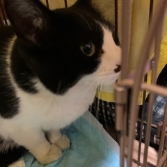 助けてください❗️懐こいハチワレちゃんです　写真変えました