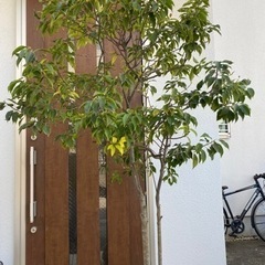 ソヨゴ①　常緑樹　樹高160〜170センチ　シンボルツリーの画像