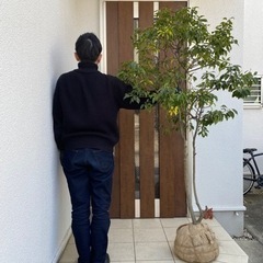 ソヨゴ①　常緑樹　樹高160〜170センチ　シンボルツリー