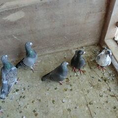 観賞用の鳩