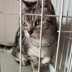 アメリカンショートヘア　5月前半迄です。