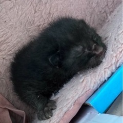 黒猫の赤ちゃん