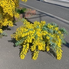 💛ミモザ切り花💛の画像