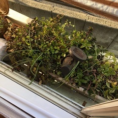 屋外用植物（プランター入り）の画像