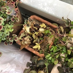 屋外用植物（プランター入り）の画像