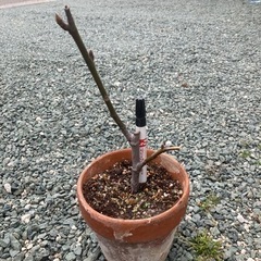 いちじくの苗    管理D02の画像