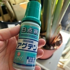 白点病、金魚、熱帯魚、ベタ、薬