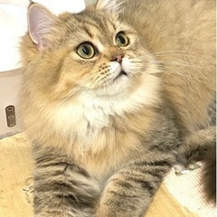 良血統キツンチャンピョン満一歳のスコッティッシュの男の子