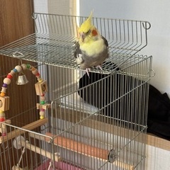 【お問い合わせ対応中】オカメインコ(パイド・オス)