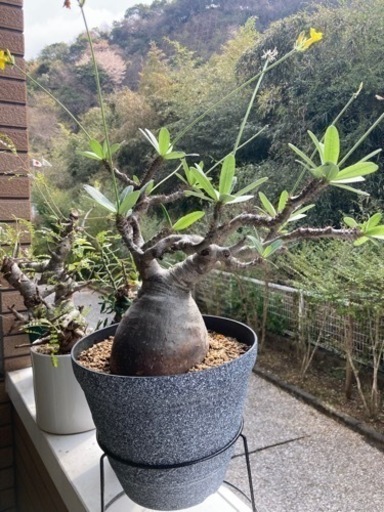 パキポディウム　グラキリス　大サイズ　お引き取り希望