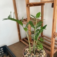ザミオクルカス　観葉植物　塊根植物　ビザールプランツ　レアプランツ
