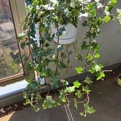 へデラ　コリブリの画像