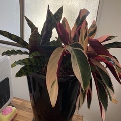 カラテア2種