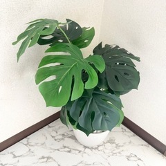 🌿購入者様決定🌿