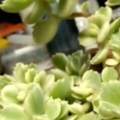 熊童子　錦（斑入り）カット苗