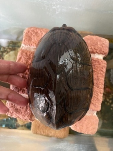 カブトニオイカメ　3歳　4歳　メス2匹
