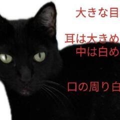 黒猫チビチビを探しています。 - 板橋区