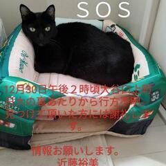 黒猫チビチビを探しています。 - 手伝って/助けて