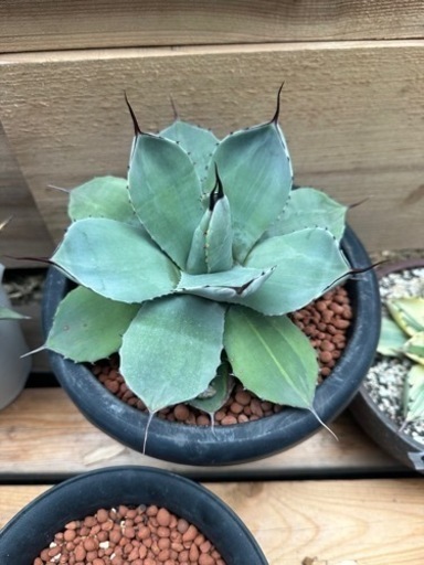 アガベ  パリー　トランカータ　斑入り